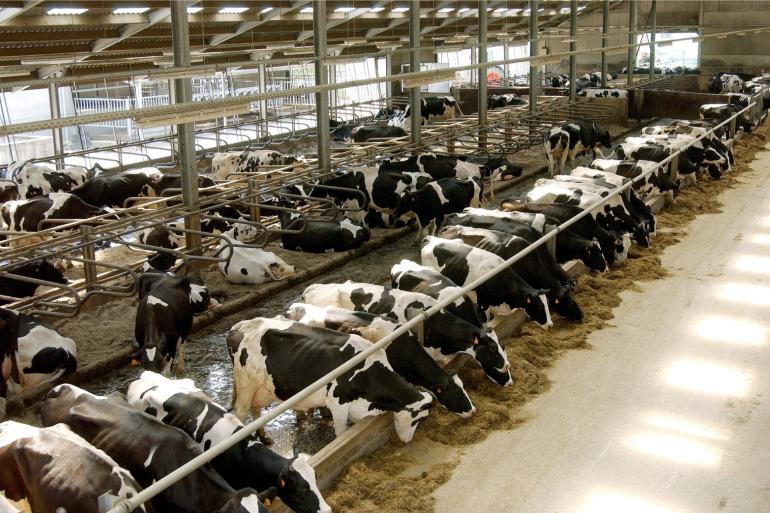 Het aantal melkkoeien neemt in België minder hard af dan het aantal vleeskoeien