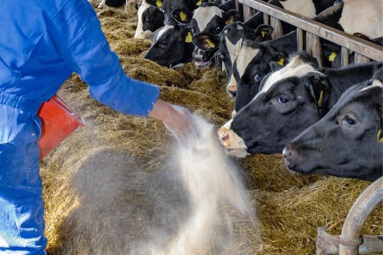 Bij het voeren van Bovaer wordt 'topdressing' ontraden om selectie door dieren te voorkomen