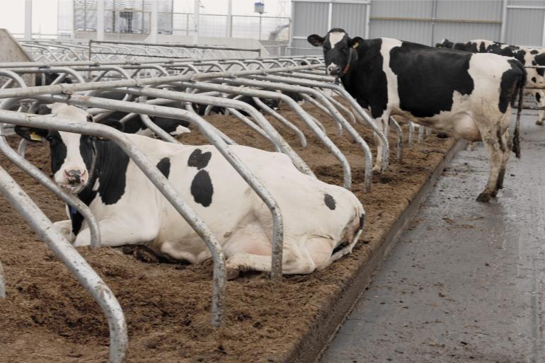 De emissies in stallen worden onderschat omdat koeien groter zijn geworden en meer melk produceren dan waarmee huidige rekenmodellen rekenen