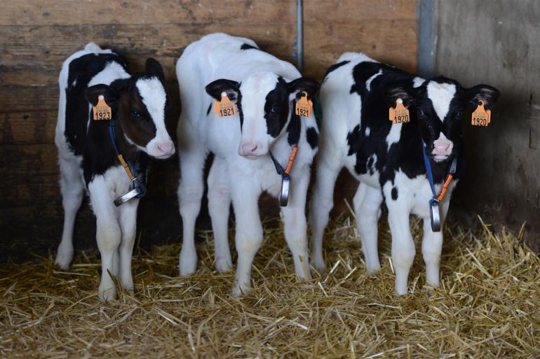 Er blijven maar nieuwe ibr-uitbraken volgen in Vlaanderen