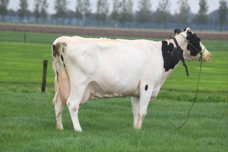 Fulda 24 vd Perzikshoeve heeft in haar leven best veel pech gehad maar klauterde er dankzij haar felle karakter steeds weer bovenop.
