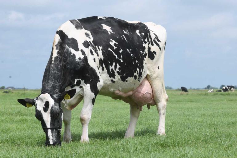 TMW Yvonne 50 (v. Shottle) promoveerde in het boekjaar 2024-2025 tot Sterkoe 3