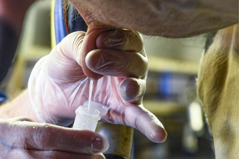 De bevraagde melkveehouders nemen slechts zelden melkmonsters voor onderzoek bij mastitisgevallen