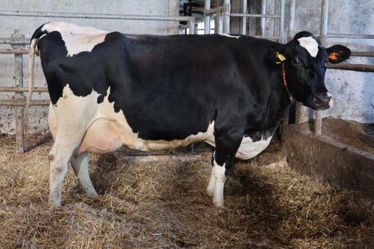 Irma 151 produceerde met een daggemiddelde van bijna 46 kg melk al ruim 111.000 kg melk (foto: Jan Hendriks).