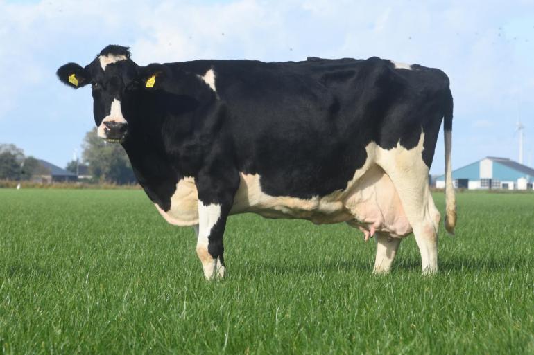 Josje 334 is niet de enige duurzame en hoogproductieve Josje van de familie Zijlmans, maar ze is wel de eerste die drie sterren kreeg