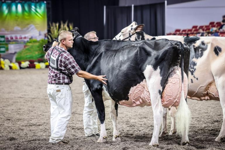 In Madison was Altona Lea Unix Herminie al de sterkste in de oudste rubriek koeien (foto: Guillaume Moy)