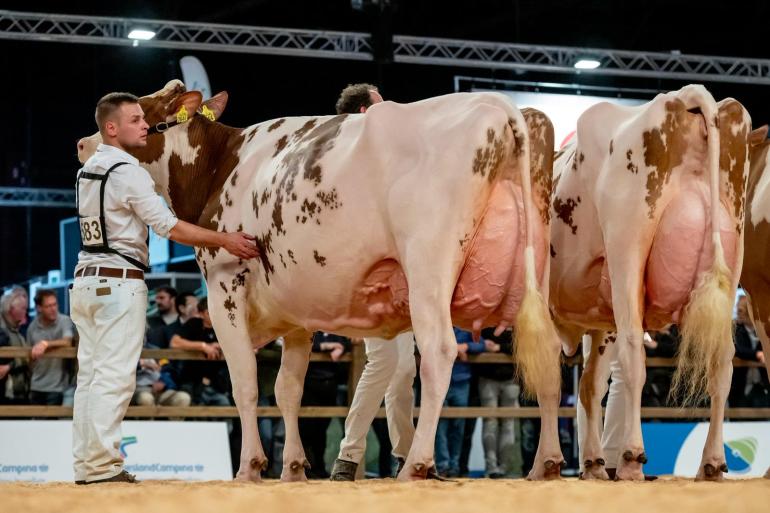 Heerenbrink Dolly Rae Jordy (foto) klopte in een rechtstreeks duel de regerend algemeen kampioene Jansje 703 (foto: Els Korsten)