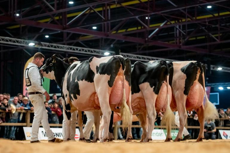 Net als twee jaar geleden won Heerenbrink Angelina in Leeuwarden het algemeen kampioenschap zwartbont (foto: Els Korsten)