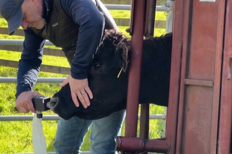 Met een soort inhaler word de adem van een rund gemeten (beeld: Agscent)