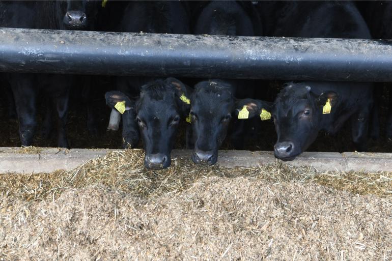 De marktanalisten van Rabobank voorzien dat over een aantal jaren de rundvleesproductie weer stijgt, onder andere door meer en beter aanbod van vleesvee uit de gebruikskruising met melkvee