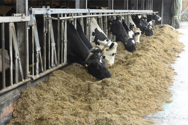 De variatie in methaanemissie van graskuilen blijkt hoger dan tot nu toe verondersteld
