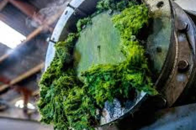 Eiwit uit de perskoek die overblijft na grasraffinage wordt efficiënter benut dan eiwit uit graskuil, vermoedelijk omdat vezels worden ontsloten tijdens het persen van gras (foto: Grassa)