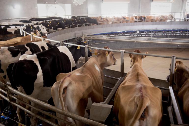 Het aandeel dieren met de genetische aanleg voor de A2A2-variant van het bètacaseïne-eiwit is sinds 2022 bij alle rassen gestegen