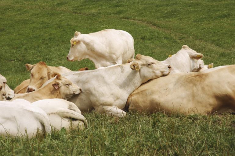 In Franrijk zijn 108 bedrijven waar het LSD virus is vastgesteld