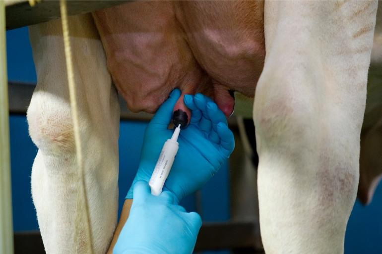 Tijdens de proef was er bij selectief behandelen bij 55 procent van de mastitisgevallen een antibioticakuur nodig