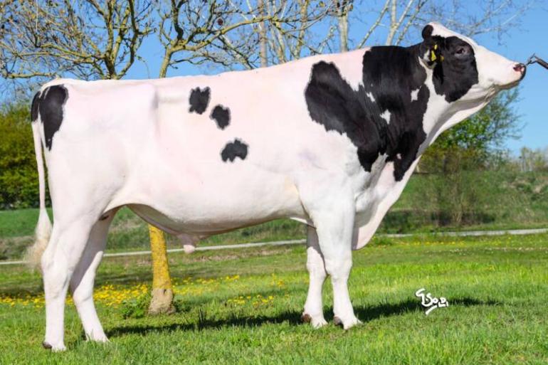 De Gywerzoon Crisalis heeft al 3500 melkgevende dochters