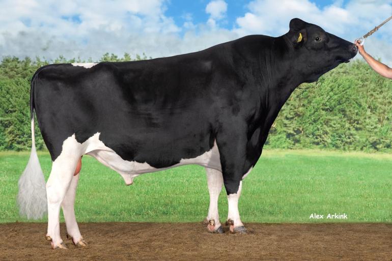 Delta Eloy heeft al meer dan 9000 melkgevende dochters