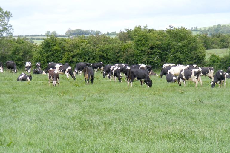 Als de Ierse derogatie wordt verlengd is het land nog het enige in de Europese Unie met een uitzondering op de nitraatrichtljn