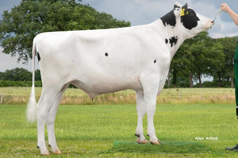 Ook als jonge genoomstier stond Precision al hoog in het RZG-klassement