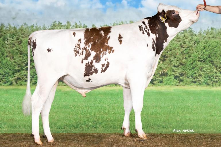 Delta Ratings PP is een van de hoornloze zonen van Delta Primetime PP