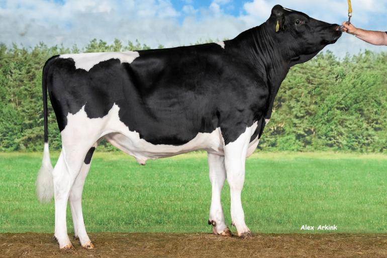 VDR Spike stamt uit de VDR Sandra-koefamilie