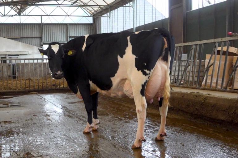 De fraaie Topcross Anna 267 sluit perfect aan bij de fokkerijvisie van de familie Jacobi