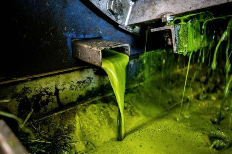 In het productieproces van Grassa worden eiwitrijke grassappen gescheiden van vezels (foto: Grassa)