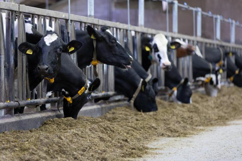 Maximaal 155 gram ruw eiwit (re) per kg droge stof voeren blijkt op veel bedrijven haalbaar, onafhankelijk van bedrijfsomstandigheden als grondsoort, intensiteit, weidegang en productie per koe