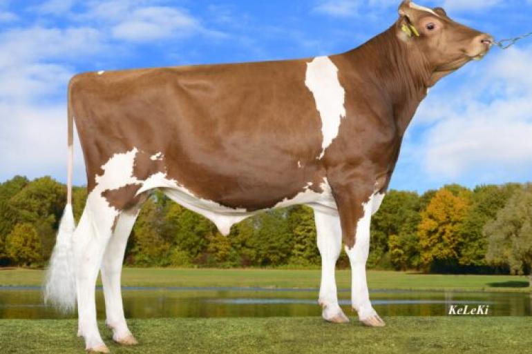 Red Rocks Mask stamt uit de Nederlandse Massiafamilie