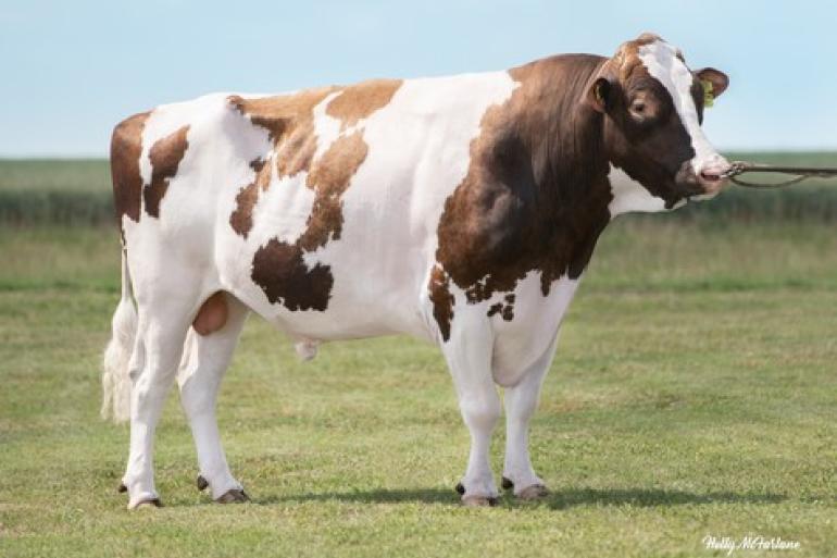 3Star OH Ranger Red is een Rubelszoon van Lakeside Up Red Range