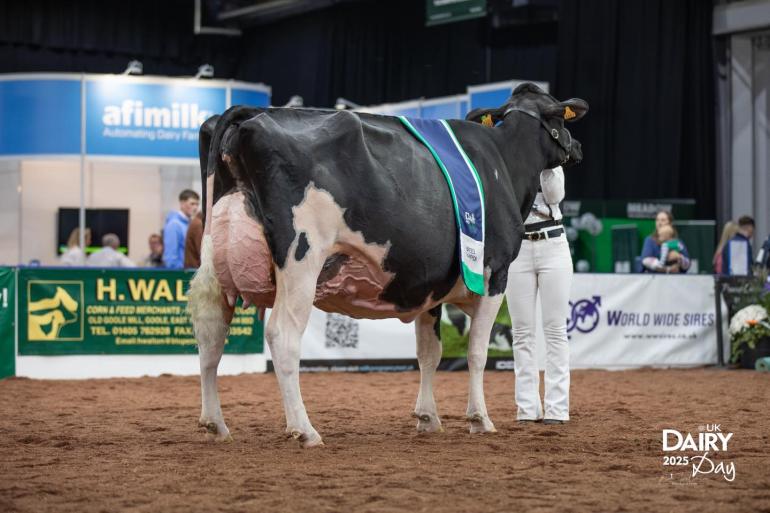MAG Pandor won afgelopen jaar de Britse nationale titel op de UK Dairy Day (foto: Evie Tomlinson)
