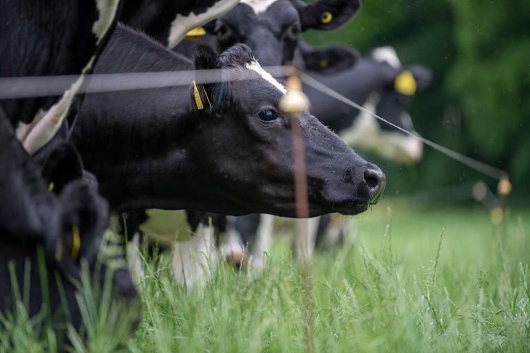  Gras wil bij daglengtes vanaf vijftien uur bloeien om zaad te verspreiden