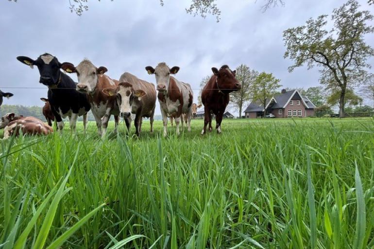 De streefwaarde van 81,2 procent weidende bedrijven wordt niet meer gehaald