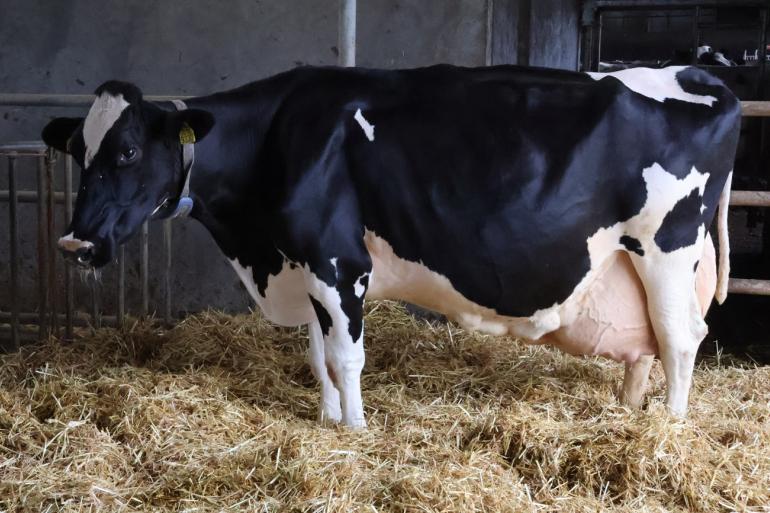 De 12,5-jarige Pothof Lutske 94 realiseerde al een levensproductie van bijna 143.000 kg melk met 4,52% vet en 3,52% eiwit (foto: Jan Hendriks)