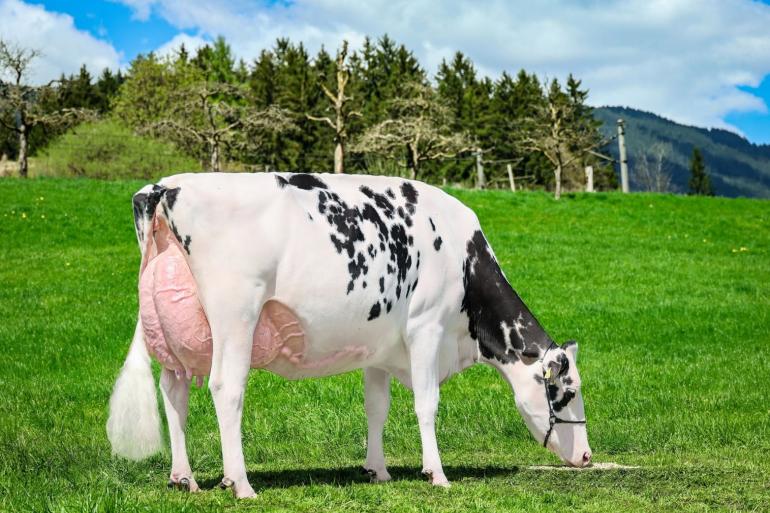 Het Oostenrijkse stamboek noemt de exterieurscore van Schönhof’s Dempsey Melinda een mijlpaal voor de Oostenrijkse fokkerij (foto: Guillaume Moy)