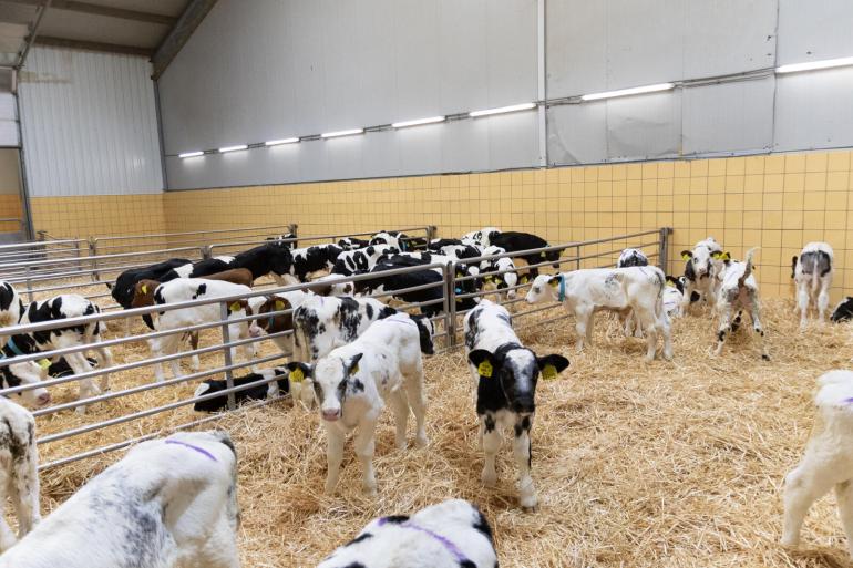 Duitsland is en blijft veruit het belangrijkste herkomstland van kalveren die worden geïmporteerd voor de Nederlandse kalverhouderij