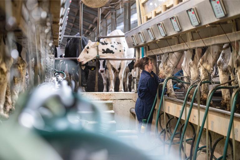 De opgetelde melkproductie over de eerste vijf maanden van dit jaar ligt nu nog 5 procent hoger dan vorig jaar, waar RVO er eerder van uitging dat dit 4,5 procent was