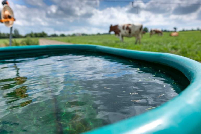 Een koe drinkt normaal 100 tot 150 liter water, op warme dagen kan dat oplopen tot 200 liter