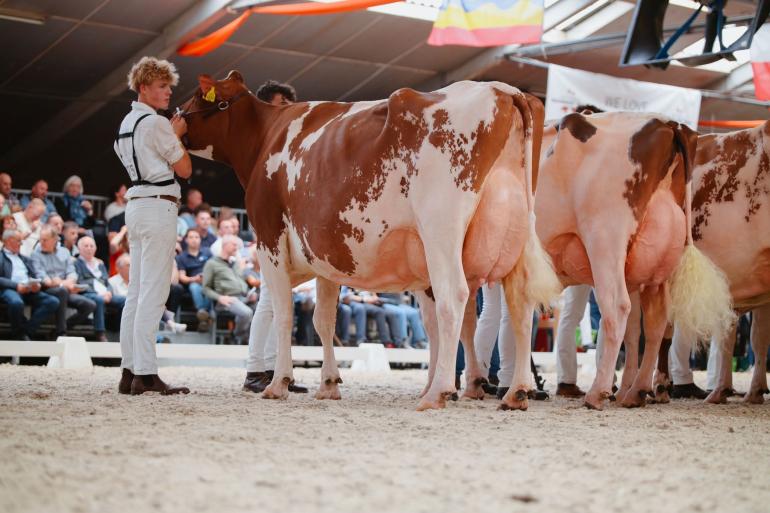 Bontje 350 (v. Paradise) van melkveebedrijf Te Selle uit Winterswijk Ratum won de titel bij de oudere koeien (foto: Floor Schut)