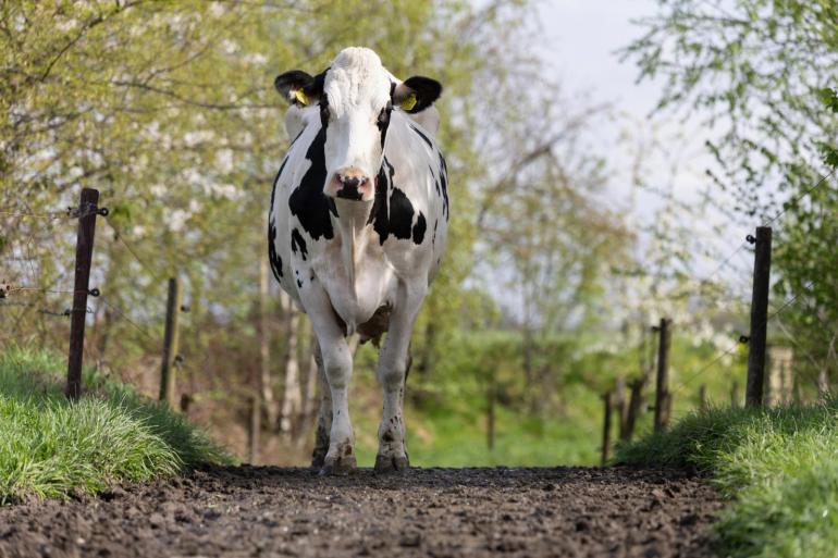 Vanaf een leeftijd van drie jaar krijgen lijders van de nieuwe afwijking te maken met een negatief effect op de levensduur