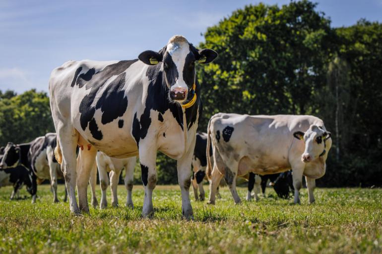 De graskwaliteit is afgelopen week verder teruggelopen