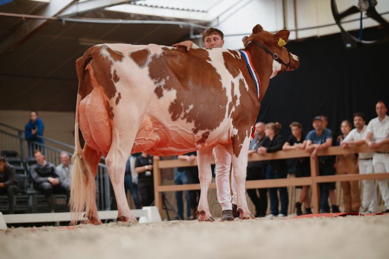 Bossink Joke 78, hier tijdens haar optreden op de Nationale Roodbontshow, komt naar de Agrifair (Foto Floor Schut) 