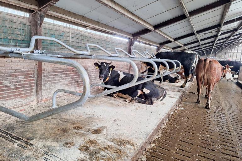 In de stal van melkveehouder Willem Jansen uit Weesp lopen zo’n 120 melkkoeien van verschillende rassen rond, waaronder kruisingen met jersey, blaarkop, brown swiss en zwartbont