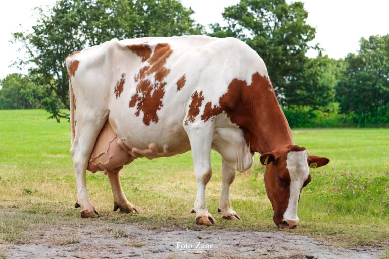 Stayer Joukje 234 is een harde boerenkoe met knetterhard beenwerk en een eigenzinnige kop (foto: Zarènde Gunnink)