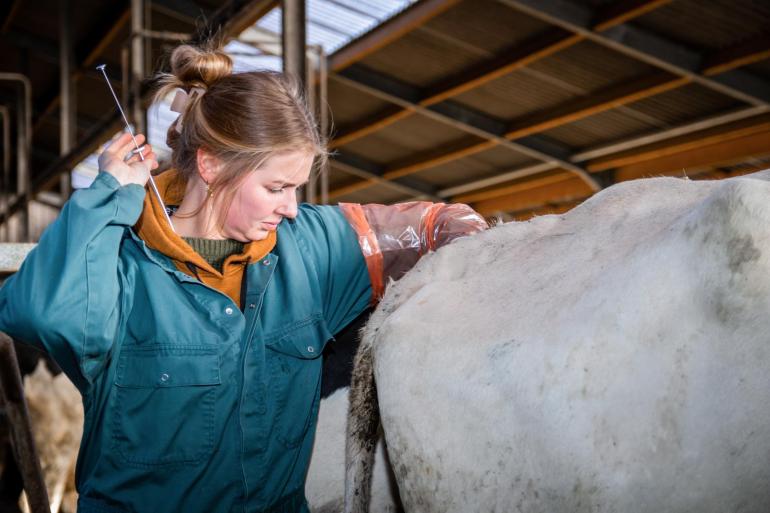 Veehouders baseren de standaard vrijwillige wachtperiode vooral op ervaring en gevoel. De hoogte van de melkproductie was de meest genoemde reden om hiervan af te wijken