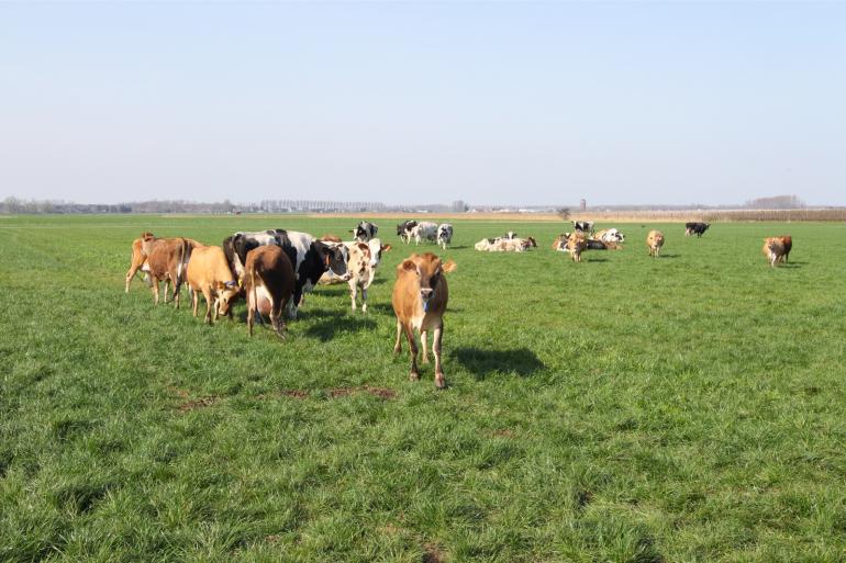Met 1,50 kg meetmelk per kg droge stof voer haalden de jerseys een 2,5 procent betere voerefficiëntie dan de holsteins die uit een kg droge stof voer 1,46 kg meetmelk maakten.
