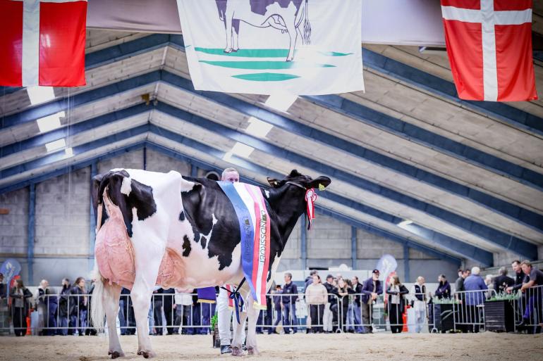 De zes jaar oude Sidekickdochter van Rasmüs Below wint de Deense nationale keuring (foto: Guillaume Moy)