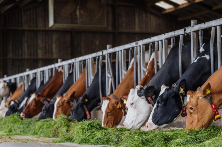 Het ruweiwitgehalte in melkveerantsoenen steeg in het tweede kwartaal naar 161 gram per kilo droge stof