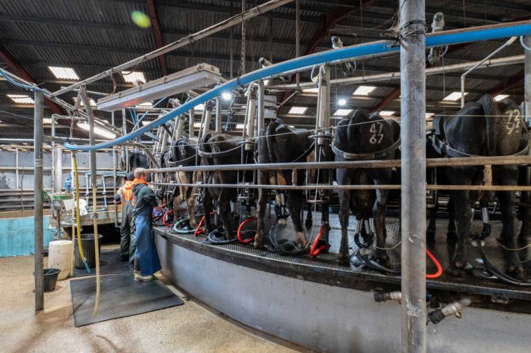 Grote bedrijven kiezen vaker voor blokkalven dan kleine bedrijven