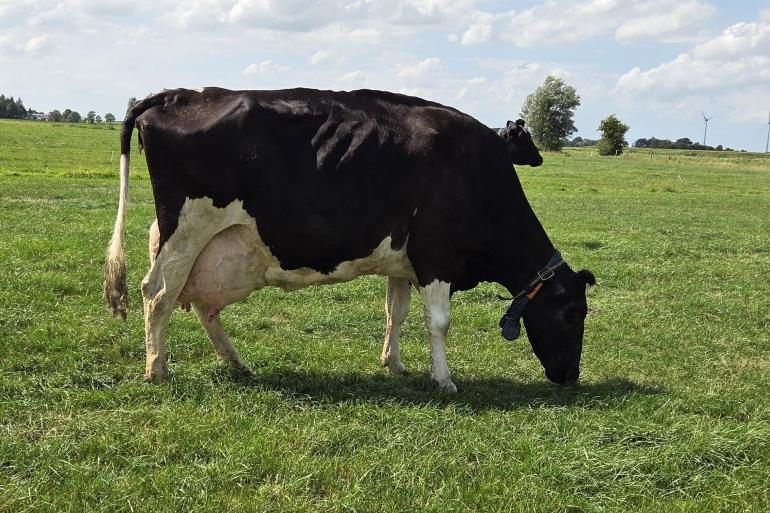 De bijna zeventien jaar oude Inna komt uit een koefamilie met hoge levensproducties (foto: Vivax Genetics)